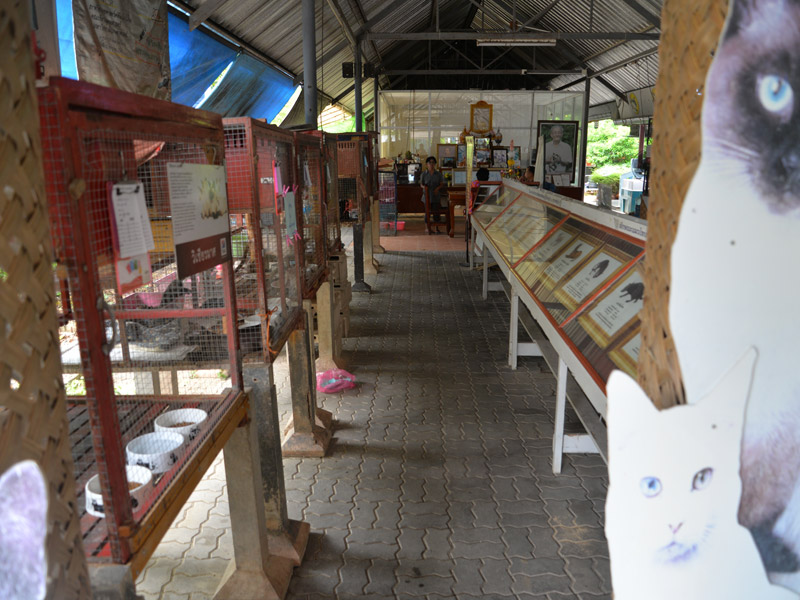 Riding-a-motorcycle-around-Samut-Songkhram_5