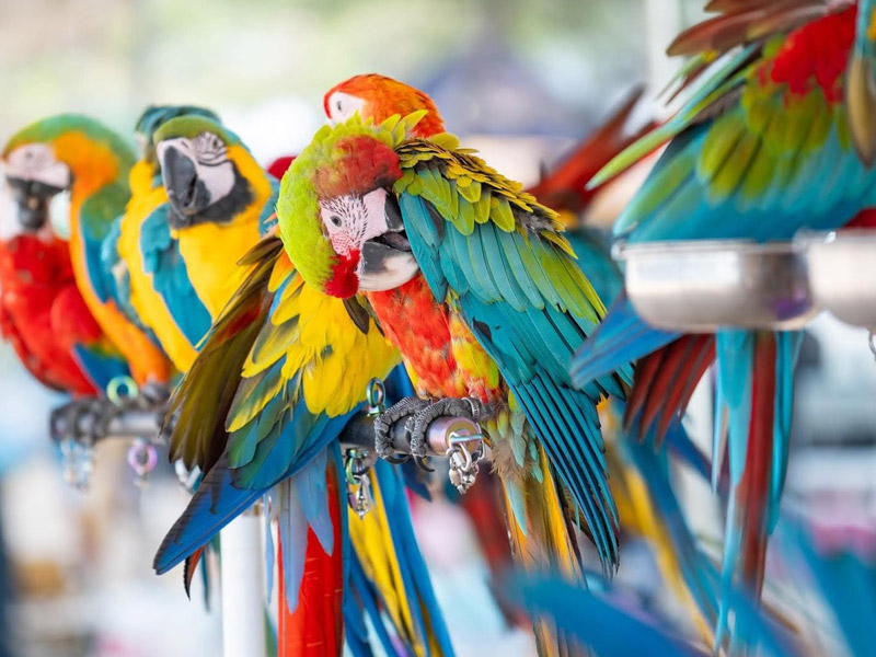 Yamaha-Grand-Filano-Hybrid-Travel-to-Paet-Riu_4